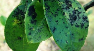 Jak se vypořádat s plísní sazí na jabloni, chemikáliemi a biologickými přípravky pro ošetření